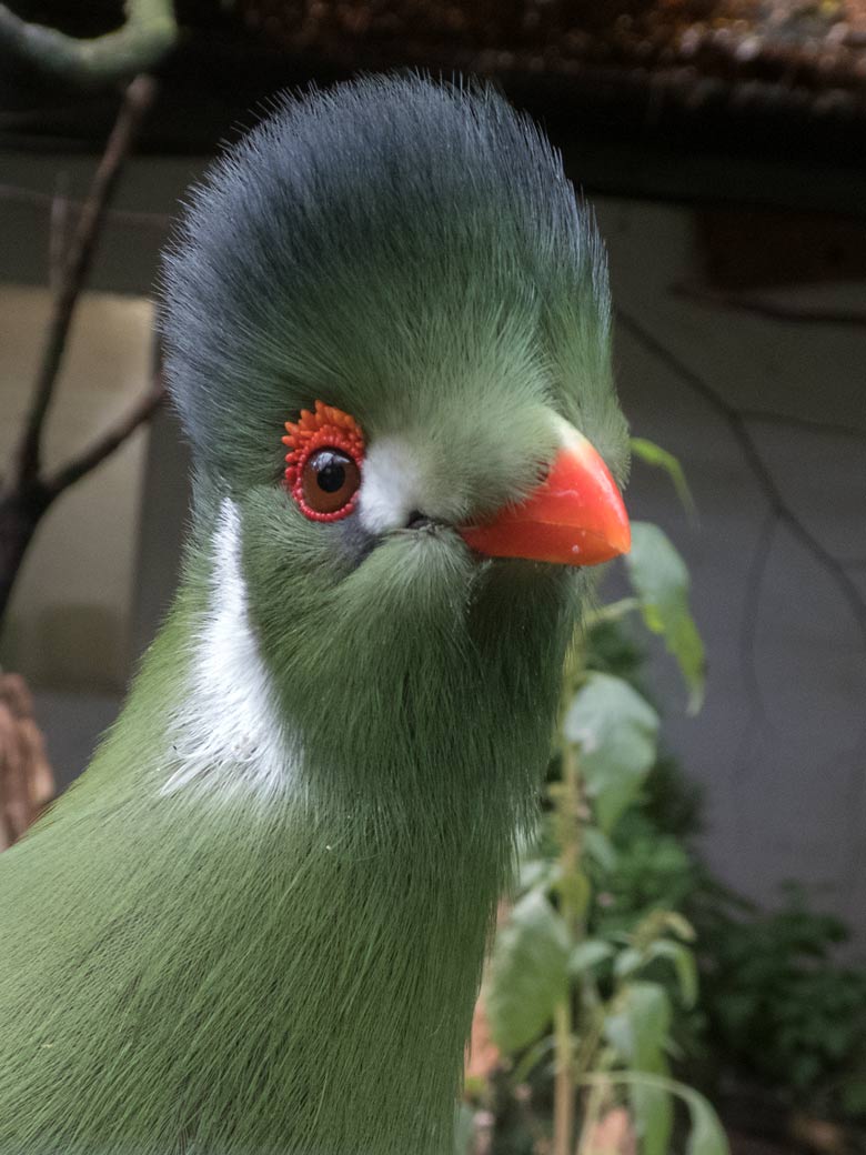 Weißohrturako am 4. November 2019 in einer Außenvoliere am Vogel-Haus im Grünen Zoo Wuppertal