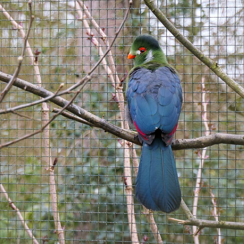 Weißohrturako am 21. März 2021 in einer Außenvoliere am Vogel-Haus im Wuppertaler Zoo