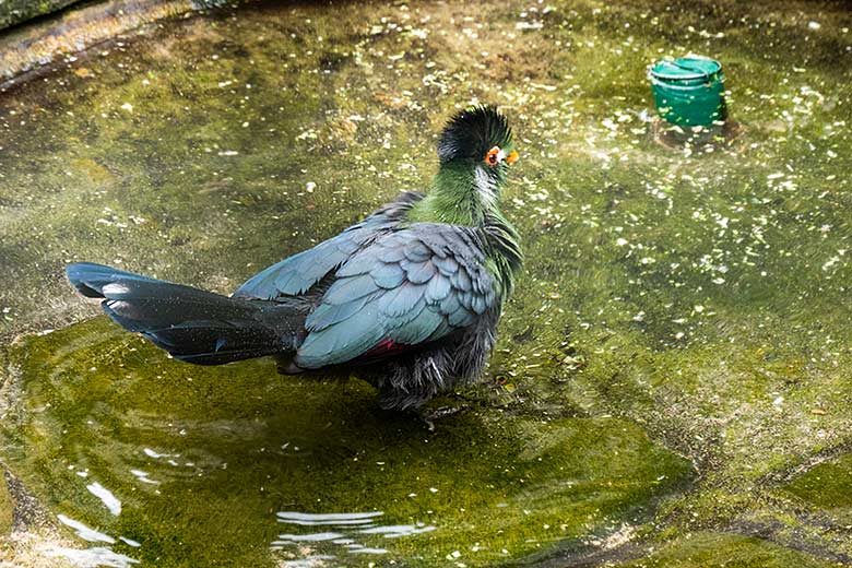 Weißohrturako am 17. Oktober 2021 im Wasser der ehemaligen Madagaskar-Voliere im Zoo Wuppertal