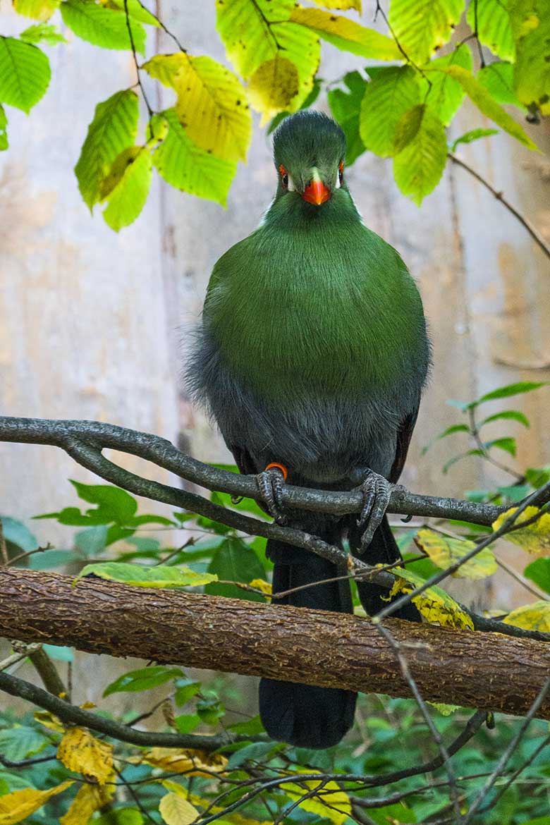 Weißohrturako am 28. Oktober 2021 in der ehemaligen Madagaskar-Voliere im Wuppertaler Zoo