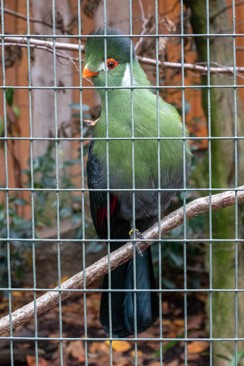 Weißohrturako am 24. November 2021 in der ehemaligen Madagaskar-Voliere im Zoo Wuppertal