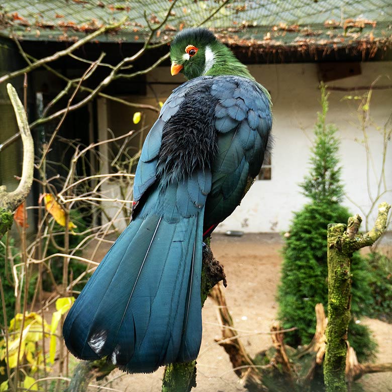 Weißohrturako am 28. November 2021 in einer Außenvoliere am Vogel-Haus im Zoologischen Garten der Stadt Wuppertal