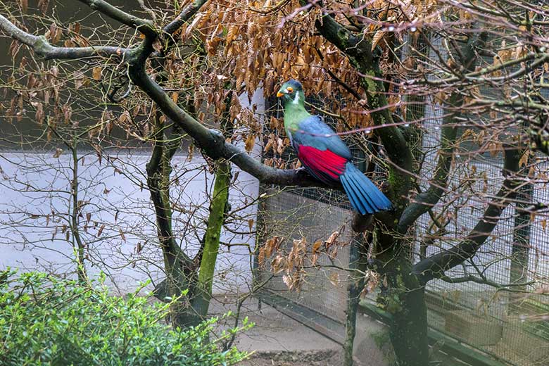 Weißohrturako am 18. Februar 2022 in einer Außenvoliere am Vogel-Haus im Grünen Zoo Wuppertal