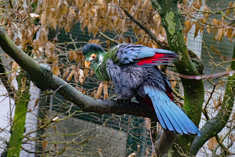 Weißohrturako am 18. Februar 2022 in einer Außenvoliere am Vogel-Haus im Wuppertaler Zoo