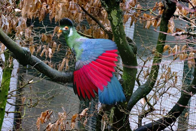 Weißohrturako am 18. Februar 2022 in einer Außenvoliere am Vogel-Haus im Grünen Zoo Wuppertal