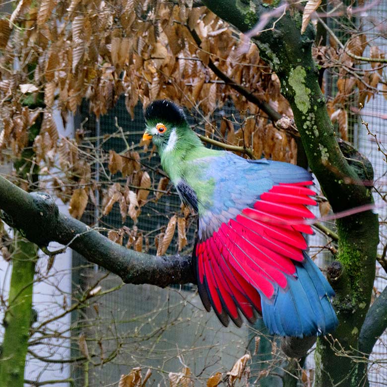 Weißohrturako am 18. Februar 2022 in einer Außenvoliere am Vogel-Haus im Wuppertaler Zoo