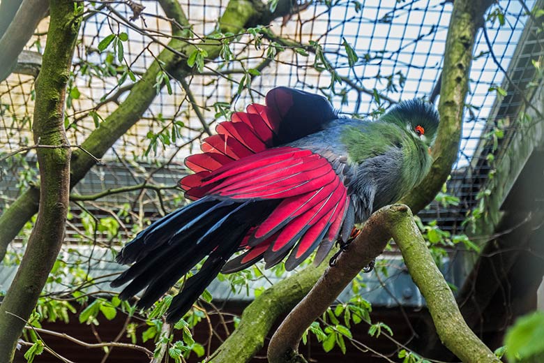 Männlicher Weißohrturako ELVIS am 11. April 2022 in der ehemaligen Madagaskar-Voliere im Wuppertaler Zoo