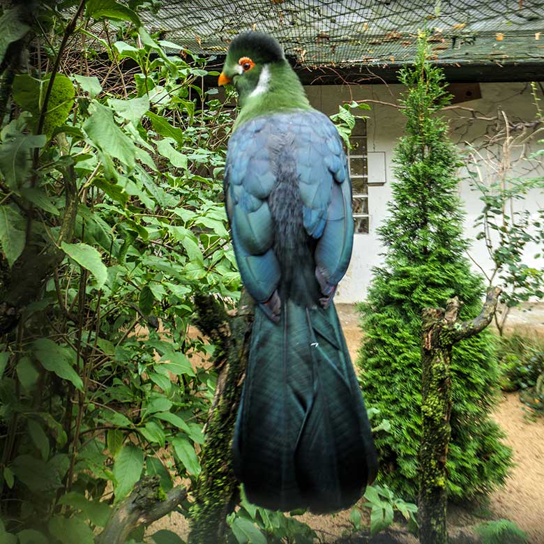 Weißohrturako am 19. September 2022 in der rechten Außenvoliere am Vogel-Haus im Grünen Zoo Wuppertal