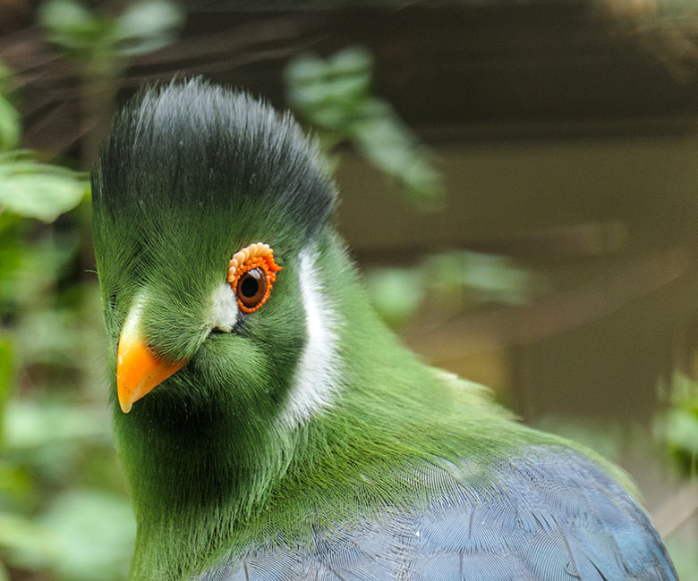 Weißohrturako am 19. September 2022 in der rechten Außenvoliere am Vogel-Haus im Zoologischen Garten der Stadt Wuppertal