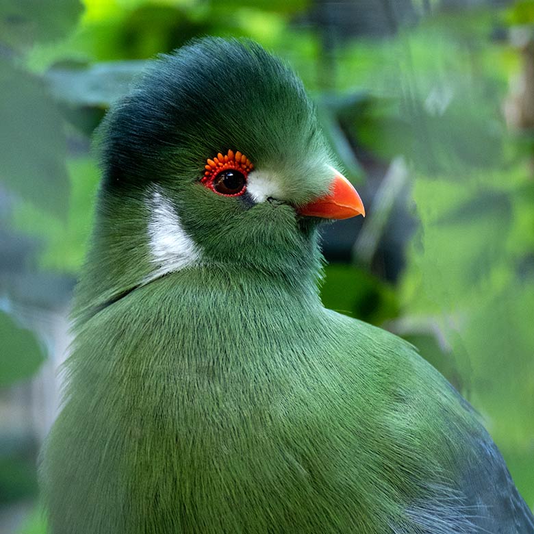 Männlicher Weißohrturako ELVIS am 25. September 2022 in der ehemaligen Madagaskar-Voliere im Zoo Wuppertal