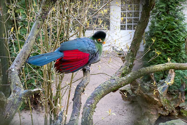 Männlicher Weißohrturako OTTO am 9. März 2024 in der rechten Außenvoliere am Vogel-Haus im Zoologischen Garten Wuppertal