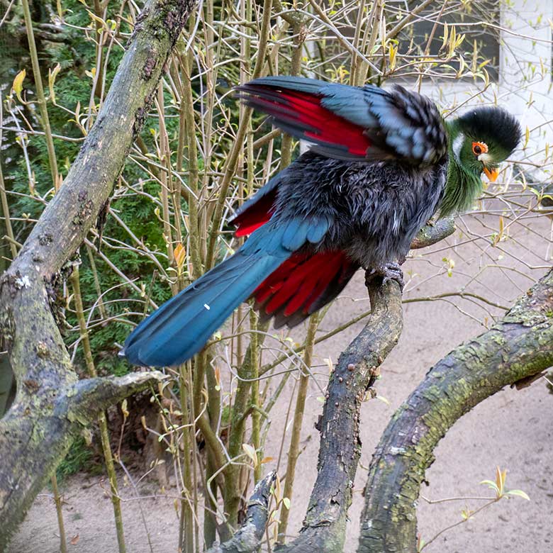 Männlicher Weißohrturako OTTO am 9. März 2024 in der rechten Außenvoliere am Vogel-Haus im Zoo Wuppertal