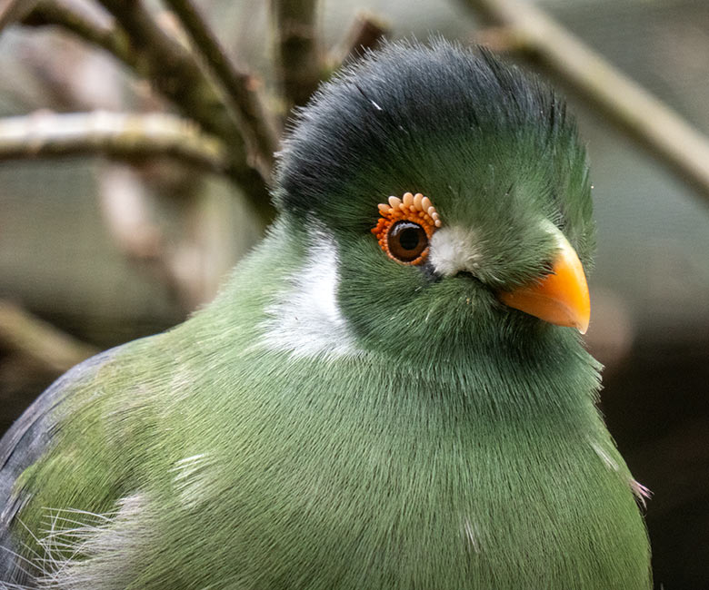 Männlicher Weißohrturako OTTO am 4. Februar 2025 in der rechten Außenvoliere am Vogel-Haus im Wuppertaler Zoo