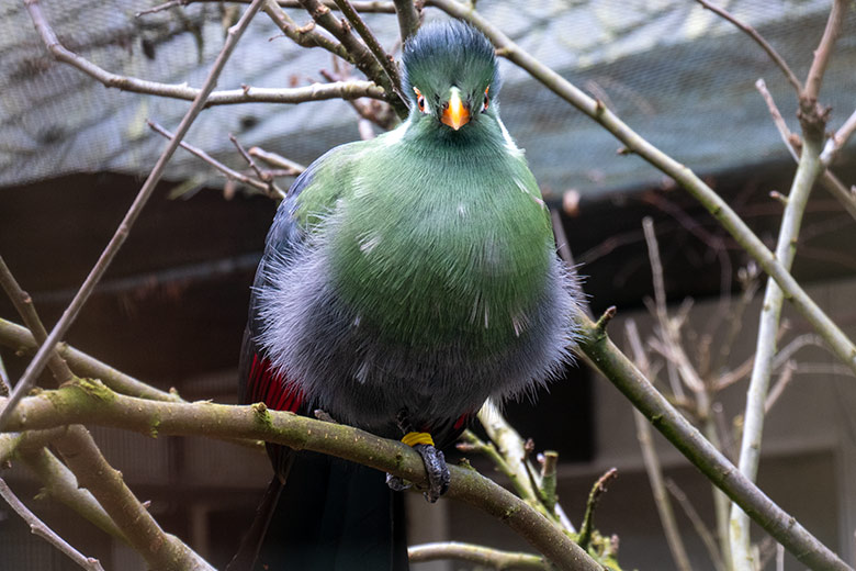 Männlicher Weißohrturako OTTO am 4. Februar 2025 in der rechten Außenvoliere am Vogel-Haus im Grünen Zoo Wuppertal
