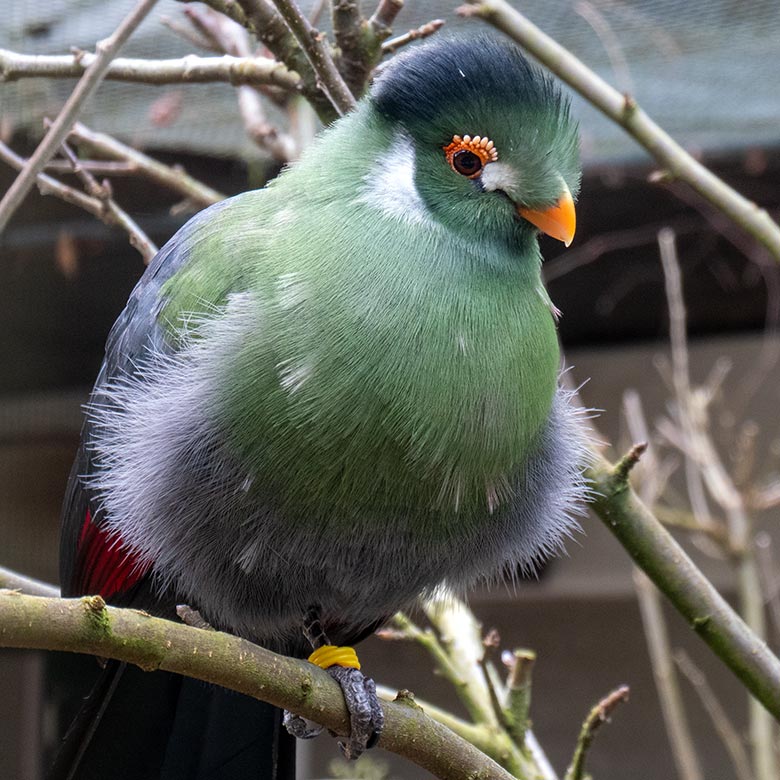 Männlicher Weißohrturako OTTO am 4. Februar 2025 in der rechten Außenvoliere am Vogel-Haus im Zoologischen Garten Wuppertal