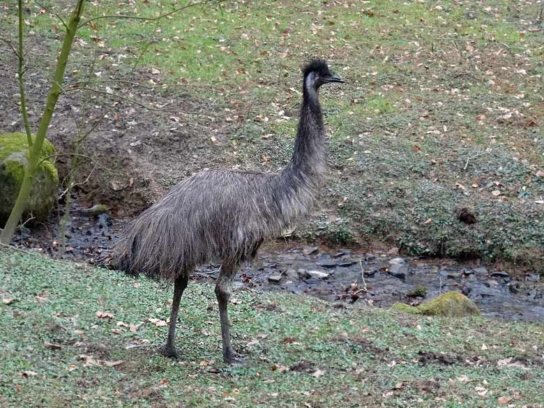 Emu am 18. März 2016 auf der Außenanlage im Grünen Zoo Wuppertal