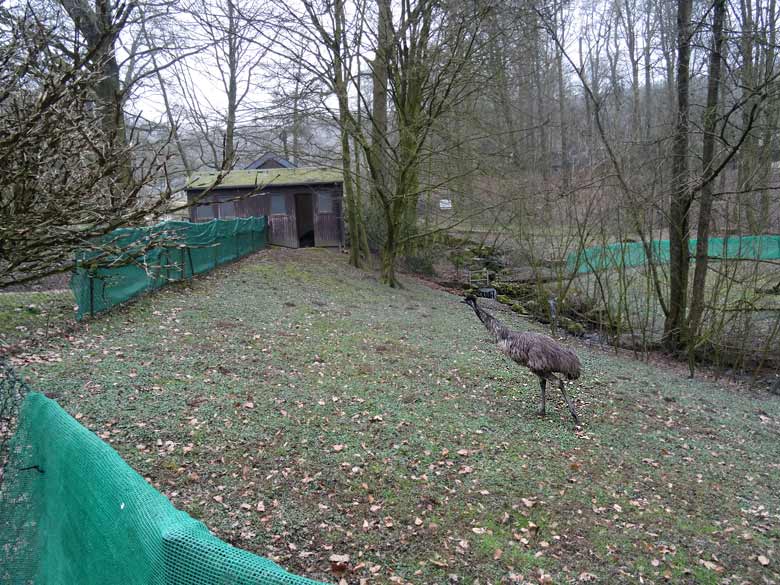 Emu am 18. März 2016 auf der Außenanlage im Zoo Wuppertal