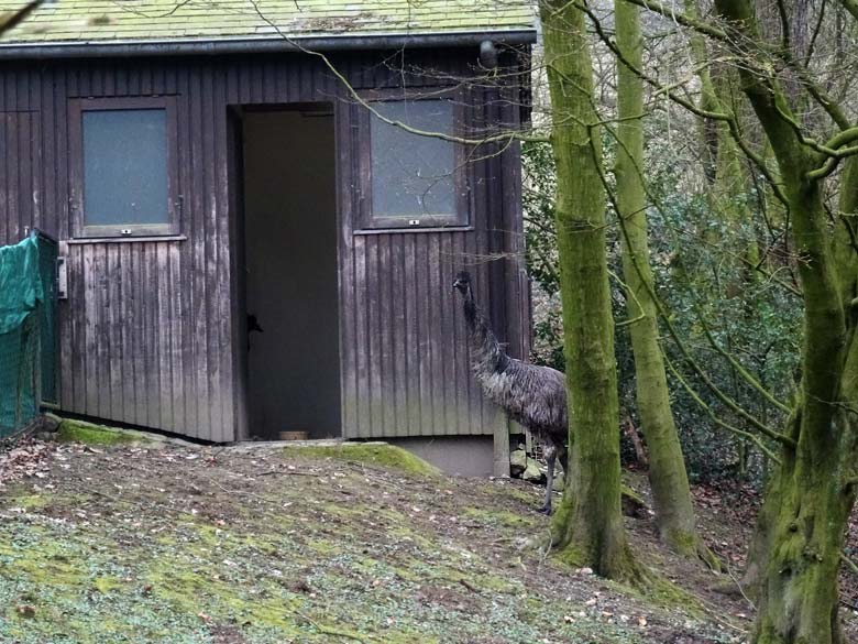 Emu am 18. März 2016 auf der Außenanlage im Zoologischen Garten Wuppertal