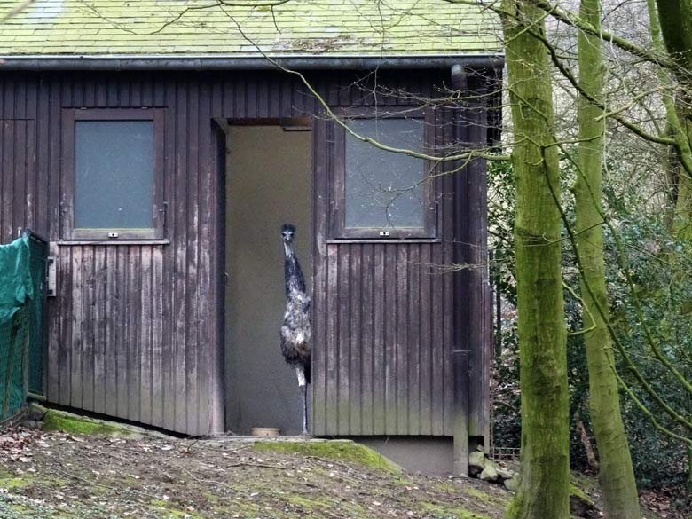 Emu am 18. März 2016 im Stallgebäude im Grünen Zoo Wuppertal