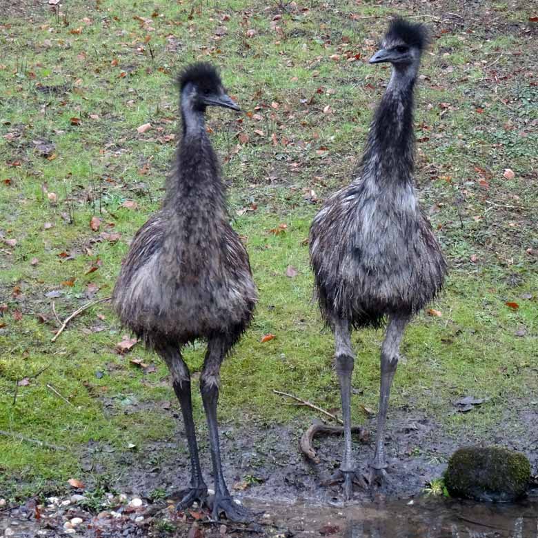 Emus am 19. März 2016 auf der Außenanlage im Grünen Zoo Wuppertal