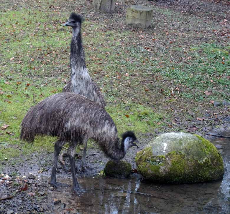 Emus am 19. März 2016 auf der Außenanlage im Wuppertaler Zoo