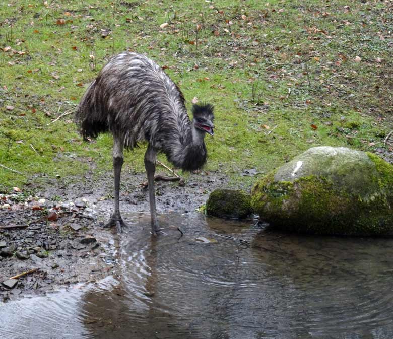Emu am 19. März 2016 auf der Außenanlage im Zoo Wuppertal