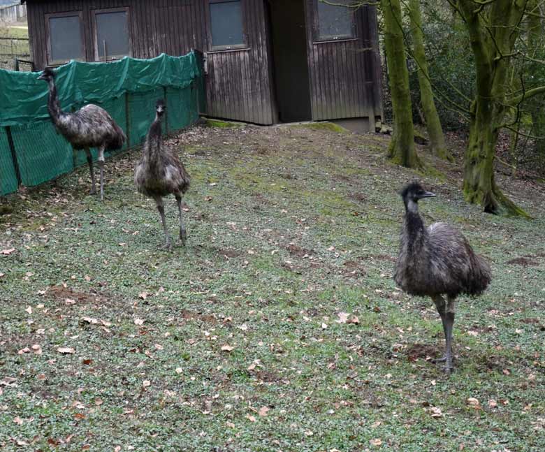 Drei Emus am 20. März 2016 auf der Außenanlage im Zoologischen Garten Wuppertal
