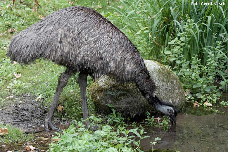 Emu am 29. Juli 2018 auf der Außenanlage im Grünen Zoo Wuppertal (Foto Gerrit Nitsch)