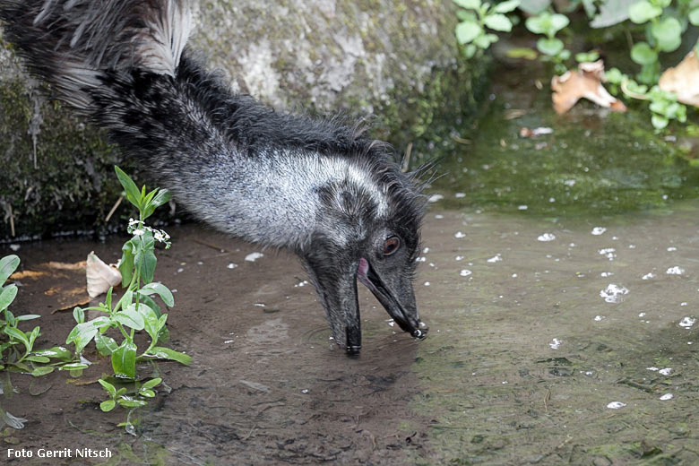 Emu am 29. Juli 2018 auf der Außenanlage im Zoologischen Garten Wuppertal (Foto Gerrit Nitsch)