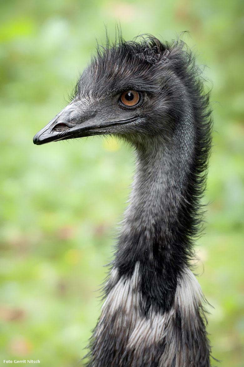 Emu am 29. Juli 2018 auf der Außenanlage im Wuppertaler Zoo (Foto Gerrit Nitsch)
