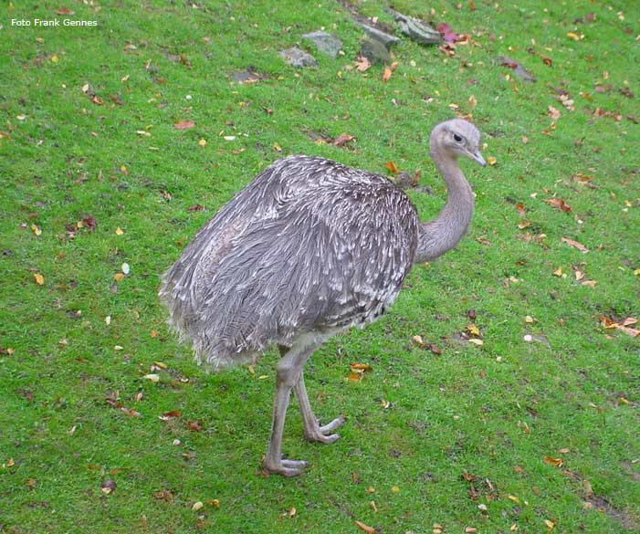 Darwin-Nandu im Wuppertaler Zoo im Oktober 2006 (Foto Frank Gennes)