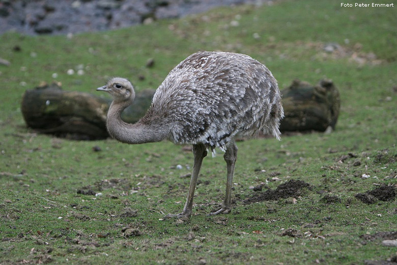 Darwin-Nandu im Zoo Wuppertal im Januar 2008 (Foto Peter Emmert)