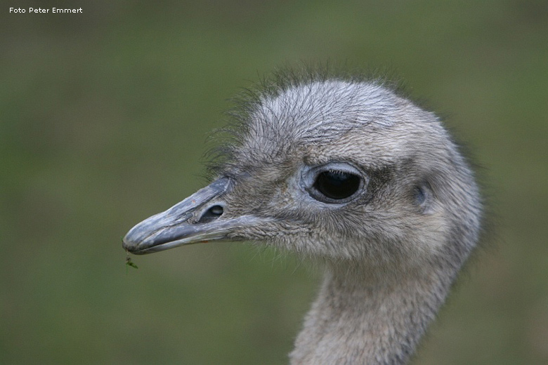 Darwin-Nandu im Zoologischen Garten Wuppertal im Januar 2008 (Foto Peter Emmert)