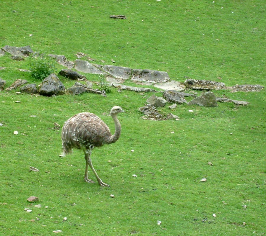 Darwin-Nandu im Zoo Wuppertal im Mai 2010