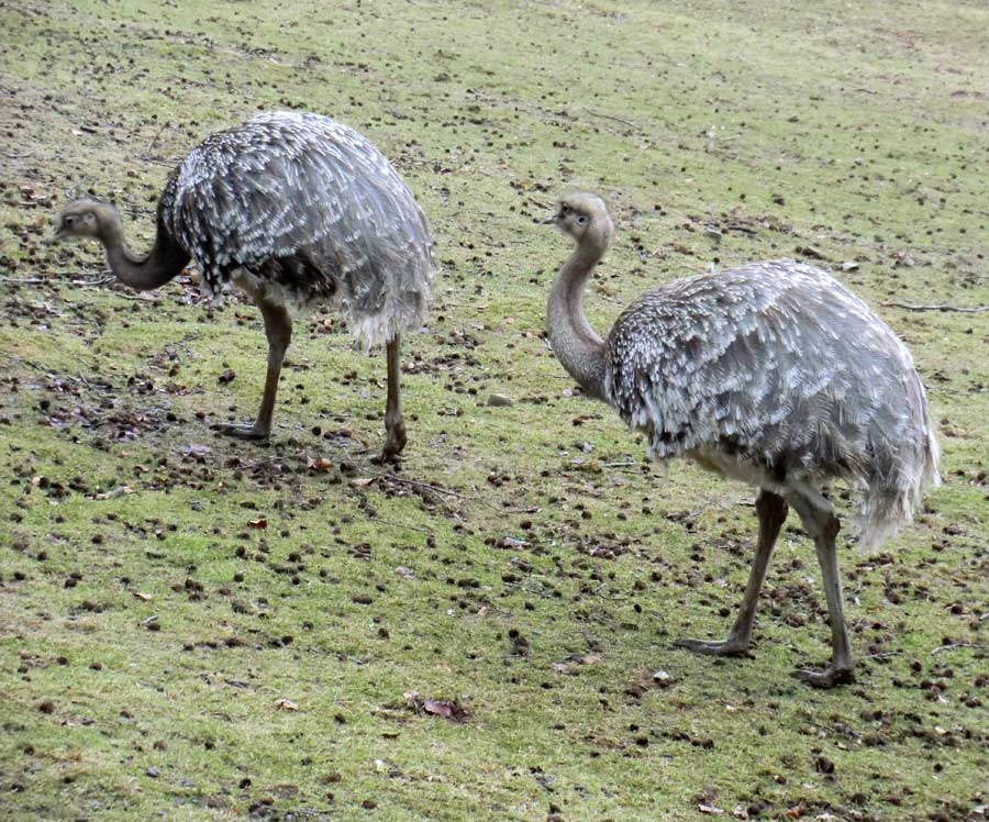 Darwin-Nandus im Zoo Wuppertal im Februar
 2012