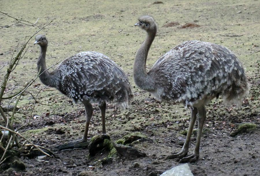 Darwin-Nandus im Wuppertaler Zoo im Februar
 2012