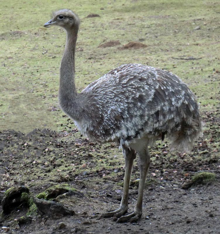 Darwin-Nandu im Zoo Wuppertal im Februar
 2012