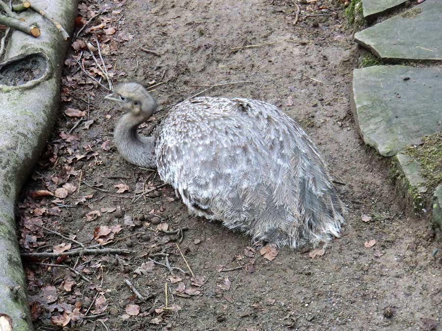 Darwin-Nandu im Wuppertaler Zoo im Februar
 2012