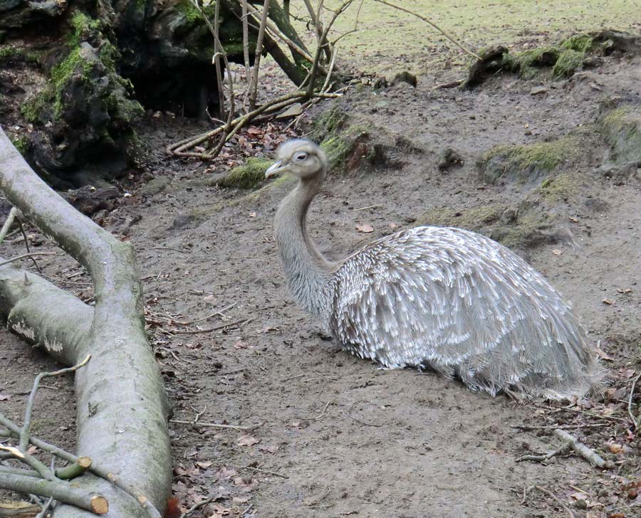 Darwin-Nandu im Wuppertaler Zoo im Februar
 2012