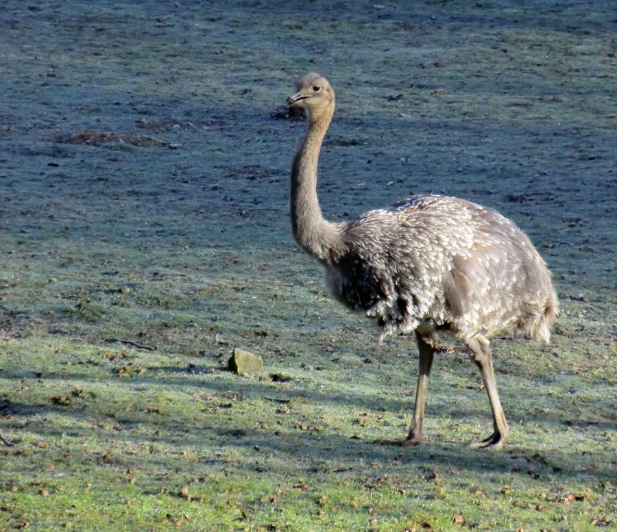 Darwin-Nandu im Wuppertaler Zoo im April
 2012