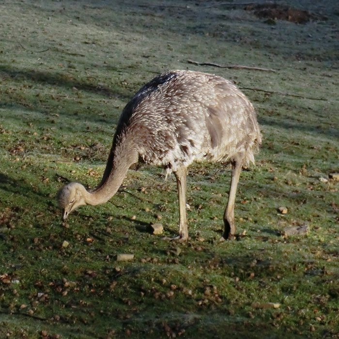 Darwin-Nandu im Wuppertaler Zoo im April 2012