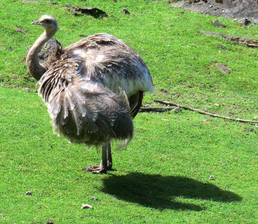 Darwin-Nandu im Zoologischen Garten Wuppertal im Juni
 2012