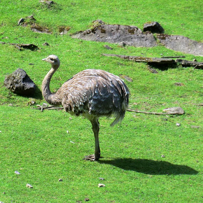 Darwin-Nandu im Wuppertaler Zoo im Juni 2012