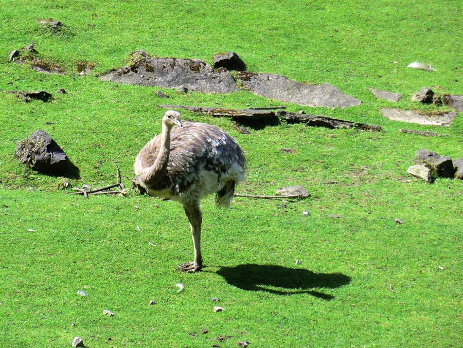 Darwin-Nandu im Wuppertaler Zoo im Juni
 2012