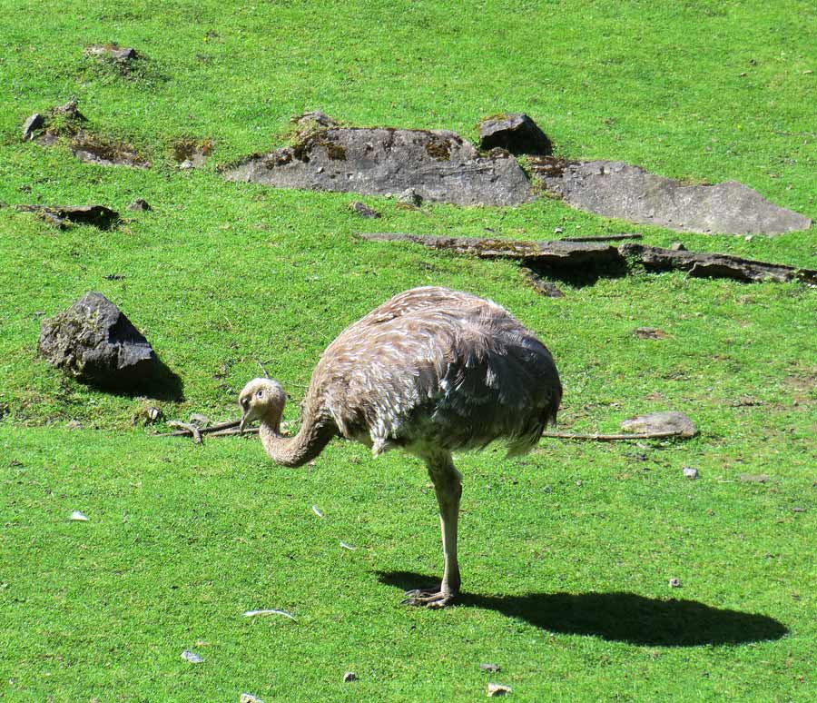 Darwin-Nandu im Zoologischen Garten Wuppertal im Juni
 2012