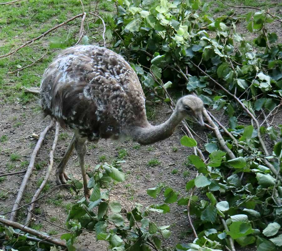 Darwin-Nandu im Zoo Wuppertal im Juli 2012