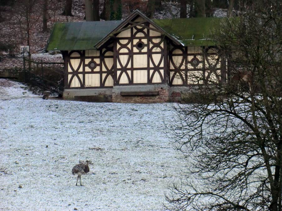 Darwin-Nandu auf der Patagonien-Anlage im Zoologischen Garten Wuppertal im Februar 2013