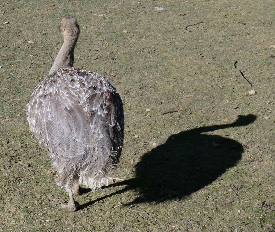 Darwin-Nandu im Wuppertaler Zoo im April 2013