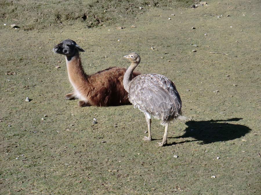 Guanako und Darwin-Nandu im Zoologischen Garten Wuppertal im April 2013