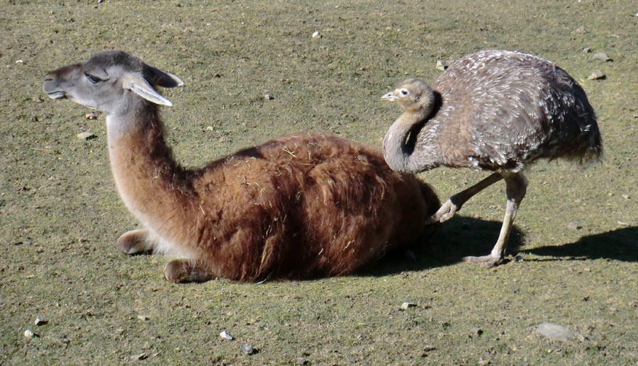 Guanako und Darwin-Nandu im Wuppertaler Zoo im April 2013